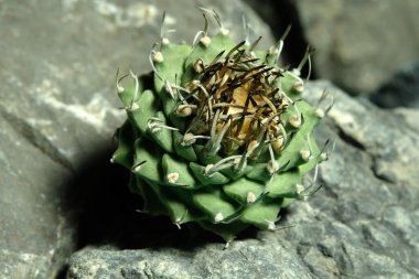 Turbinicarpus schmiedickeanus 'u kapatın. Schwarzii' yi yapay yaşam alanına alın. Kayalık uçurum yarık taşı yüzeyinden canlı yayın. Resim fotoğrafı.