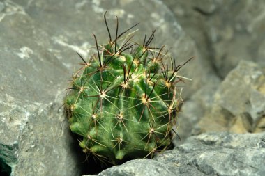 Yapay yaşam alanındaki Hamatocactus setispinus 'u kapatın, kayalık kayalık yarık taşında yaşayın. Resim fotoğrafı.
