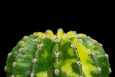 Ekinopsis subdenudata varyasyonunu kapat. Siyah arka planda izole edilmiş. resim fotoğrafı