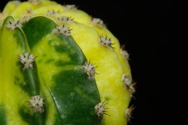 Ekinopsis subdenudata varyasyon dikenlerinin detaylarını kapat. Siyah arka planda izole edilmiş. resim fotoğrafı