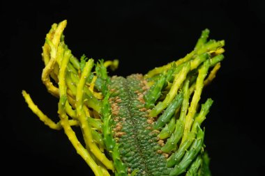 Kapalı yaprak, gövde, Euphorbia Flanaganii Montrose Cristata caudex cristata şubesi. Siyah arka planda izole edilmiş. resim fotoğrafı