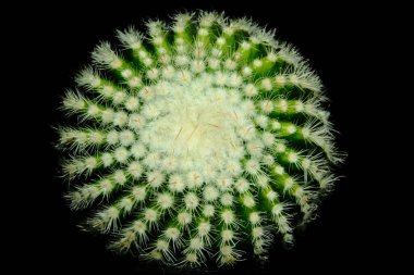 Parodia scopa albispina var 'ın detaylı üst görüntüsünü kapat. succinea. Siyah arka planda izole edilmiş. resim fotoğrafı