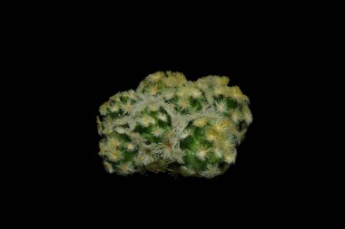 Mammillaria carmenae cv budha kümesi altın sarısı omurganın üst görüntüsünü kapatın. Siyah arka planda izole edilmiş. resim fotoğrafı