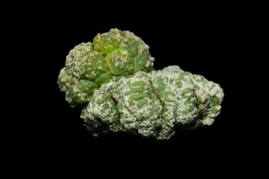 Astrophytum kikko kertenkele derisi Cristata mutantının yakınında. Siyah arka planda izole edilmiş. resim fotoğrafı