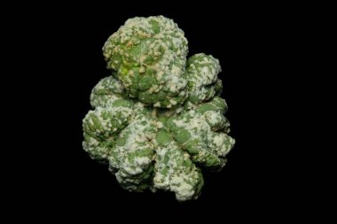 Astrophytum kikko kertenkele derisi Cristata mutantının yakınında. Siyah arka planda izole edilmiş. resim fotoğrafı