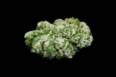 Astrophytum kikko kertenkele derisi Cristata mutantının yakınında. Siyah arka planda izole edilmiş. resim fotoğrafı