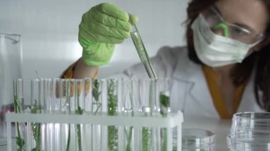 Laboratuvar önlüğü giyen kadın bilim adamı, yeşil eldivenler ve içinde bitkiler olan bir test tüpü tutan maske, yakın çekim. Bilim ve tıp kavramları.