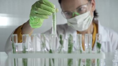Laboratuvar önlüğü giyen kadın bilim adamı, yeşil eldivenler ve içinde bitkiler olan bir test tüpü tutan maske, yakın çekim. Bilim ve tıp kavramları.