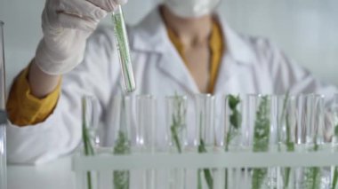 Laboratuvar önlüğü, beyaz eldivenler ve koruyucu yüz maskesi takan tanınmamış bilim adamı içinde bitkiler olan bir test tüpü tutuyor. Bilim ve tıp kavramları.