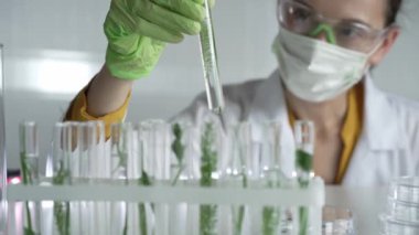 Laboratuvar önlüğü giyen kadın bilim adamı, yeşil eldivenler ve içinde bitkiler olan bir test tüpü tutan maske, yakın çekim. Bilim ve tıp kavramları.