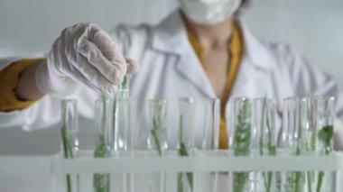 Laboratuvar önlüğü, beyaz eldivenler ve koruyucu yüz maskesi takan tanınmamış bilim adamı içinde bitkiler olan bir test tüpü tutuyor. Bilim ve tıp kavramları.