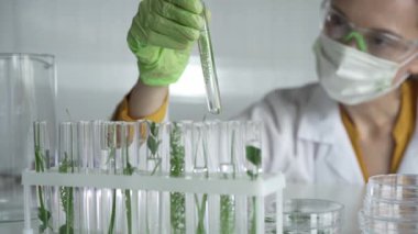 Laboratuvar önlüğü giyen kadın bilim adamı, yeşil eldivenler ve içinde bitkiler olan bir test tüpü tutan maske, yakın çekim. Bilim ve tıp kavramları.