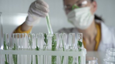 Laboratuvar önlüğü giyen, yeşil koruyucu eldivenler takan ve içinde bitkiler olan bir test tüpü tutan kadın bilim adamı ve araştırmacı. Bilim kavramları.