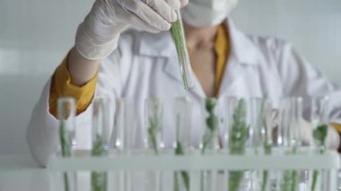 Laboratuvar önlüğü, beyaz eldivenler ve koruyucu yüz maskesi takan tanınmamış bilim adamı içinde bitkiler olan bir test tüpü tutuyor. Bilim ve tıp kavramları.