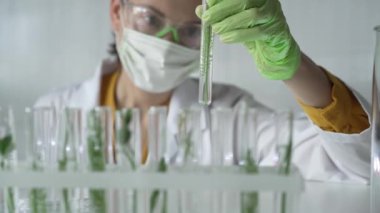 Laboratuvar önlüğü giyen kadın bilim adamı, yeşil eldivenler ve içinde bitkiler olan bir test tüpü tutan maske, yakın çekim. Bilim ve tıp kavramları.