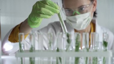 Laboratuvar önlüğü giyen kadın bilim adamı, yeşil eldivenler ve içinde bitkiler olan bir test tüpü tutan maske, yakın çekim. Bilim ve tıp kavramları.
