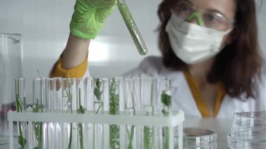 Laboratuvar önlüğü giyen kadın bilim adamı, yeşil eldivenler ve içinde bitkiler olan bir test tüpü tutan maske, yakın çekim. Bilim ve tıp kavramları.