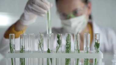 Laboratuvar önlüğü, beyaz eldivenler ve koruyucu yüz maskesi takan kadın bilim adamı, içinde bitkiler olan bir test tüpü tutuyor, yakın plan. Bilim ve tıp kavramları.