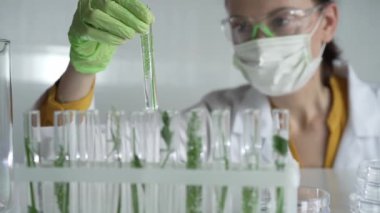 Laboratuvar önlüğü giyen kadın bilim adamı, yeşil eldivenler ve içinde bitkiler olan bir test tüpü tutan maske, yakın çekim. Bilim ve tıp kavramları.