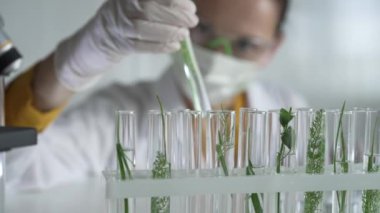Laboratuvar önlüğü, beyaz eldivenler ve koruyucu yüz maskesi takan kadın bilim adamı, içinde bitkiler olan bir test tüpü tutuyor, yakın plan. Bilim ve tıp kavramları.
