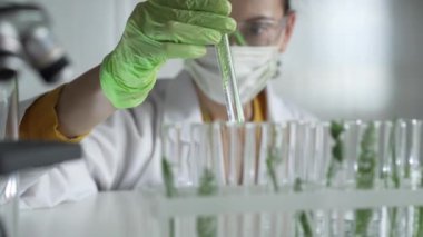 Laboratuvar önlüğü giyen kadın bilim adamı, yeşil eldivenler ve içinde bitkiler olan bir test tüpü tutan maske, yakın çekim. Bilim ve tıp kavramları.