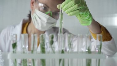 Laboratuvar önlüğü giyen kadın bilim adamı, yeşil eldivenler ve içinde bitkiler olan bir test tüpü tutan maske, yakın çekim. Bilim ve tıp kavramları.