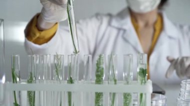 Laboratuvar önlüğü, beyaz eldivenler ve koruyucu yüz maskesi takan tanınmamış bilim adamı içinde bitkiler olan bir test tüpü tutuyor. Bilim ve tıp kavramları.