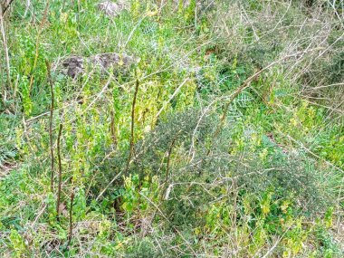 2025 Baharı - Tarlada Vahşi Kuşkonmaz