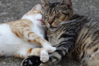 Dışarıda sarılıp uyuyan iki kedi.