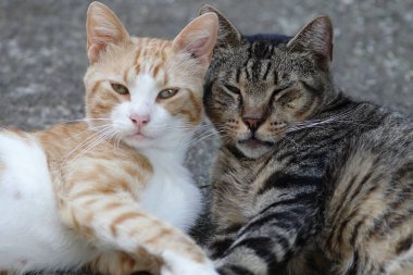 Dışarıda sarılıp uyuyan iki kedi.