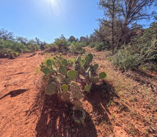 Sedona 'daki Baldwin Patikası boyunca Kaktüs, Katedral Kayası' nın yanındaki AZ.
