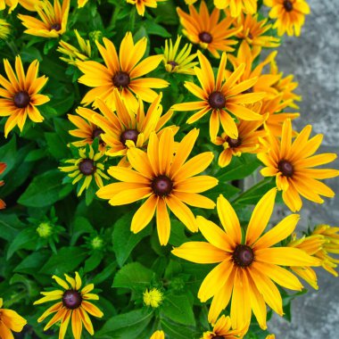 İlkbaharda çiçek açan güzel renkli çiçekler..