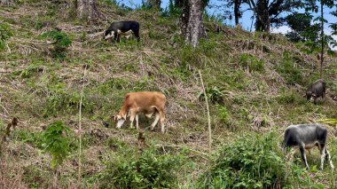 Orta Amerika 'daki Para Heredia Kosta Rika' daki dağ ve ormanlarda inekler otluyor..
