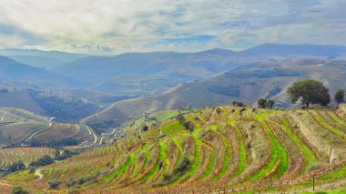 Portekiz 'in Douro Vadisi' ndeki üzüm bağlarının hava manzarası bulutlu bir günde.