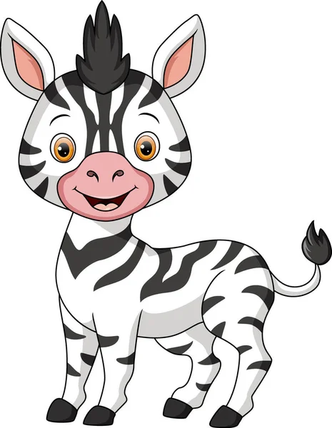 Ilustração Vetorial Zebra Bebê Bonito Fundo Branco —  Vetores de Stock