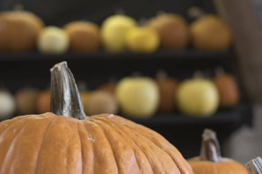 Hasat mevsiminde çok çeşitli balkabakları