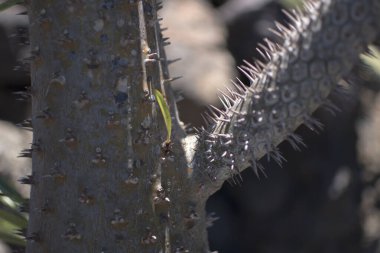 Lanzarote Jardin de Cactus 'ta güneşli bir yaz gününde kaktüs çeşitliliği 