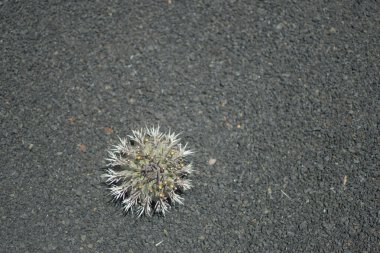 Lanzarote Jardin de Cactus 'ta güneşli bir yaz gününde kaktüs çeşitliliği 