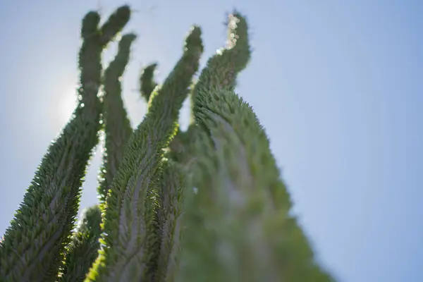 Diversità Cactus Una Giornata Estiva Soleggiata Jardin Cactus Lanzarote — Foto Stock