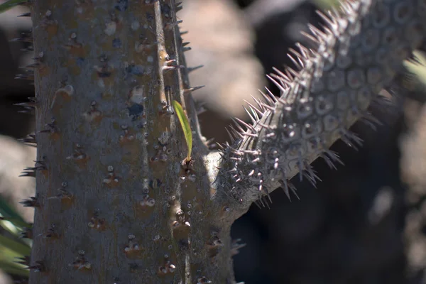 Diversidade Cacto Dia Ensolarado Verão Jardin Cactus Lanzarote — Fotografia de Stock