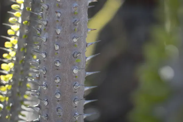 Kakteenvielfalt Einem Sonnigen Sommertag Jardin Cactus Auf Lanzarote Nahaufnahme — Stockfoto