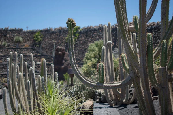 Diversidad Cactus Soleado Día Verano Jardín Cactus Lanzarote —  Fotos de Stock