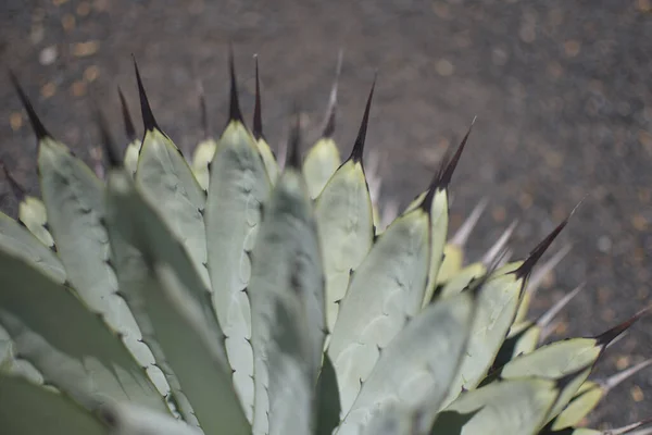 Diversidade Cacto Dia Ensolarado Verão Jardin Cactus Lanzarote Fechar — Fotografia de Stock