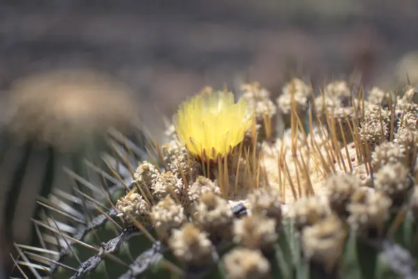 Ποικιλία Κάκτων Μια Ηλιόλουστη Καλοκαιρινή Μέρα Στο Jardin Cactus Στο — Φωτογραφία Αρχείου