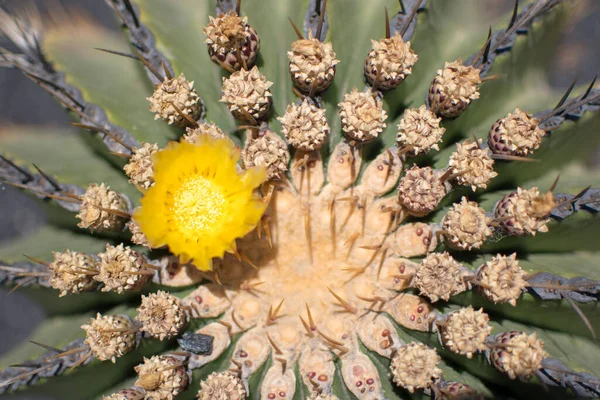 cactus diversity on a sunny summer day in Jardin de Cactus in Lanzarote. close up