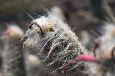 Lanzarote Jardin de Cactus 'ta güneşli bir yaz gününde kaktüs çeşitliliği