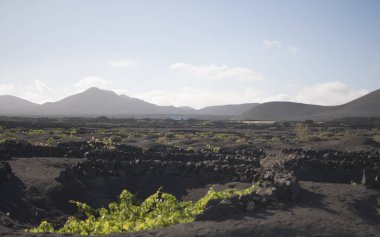 Güneşli bir günde Lanzarote 'deki La Geria üzüm bağlarının manzarası