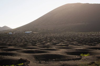 Güneşli bir günde Lanzarote 'deki La Geria üzüm bağlarının manzarası