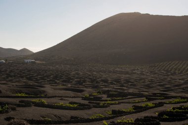 Güneşli bir günde Lanzarote 'deki La Geria üzüm bağlarının manzarası