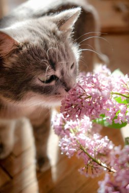 Şirin gri kedi leylak çiçekleri kokluyor. Çiçekli kedi yavrusu şırınga çiçekleri evde, ahşap zeminde..